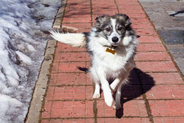 Очень ищет свою семью Ластик в Москве фото 18