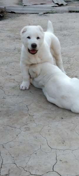 Продаются щенки алабаи от крупных родителей в фото 11