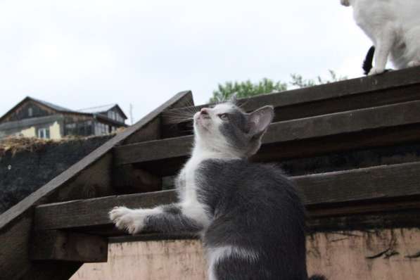 Котята в добрые руки в Томске фото 6