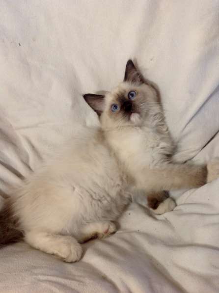 Котенок мальчик ragdoll в фото 4