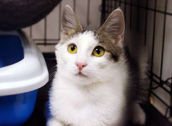 Кошечка Гайка: с правом на надежду в Москве