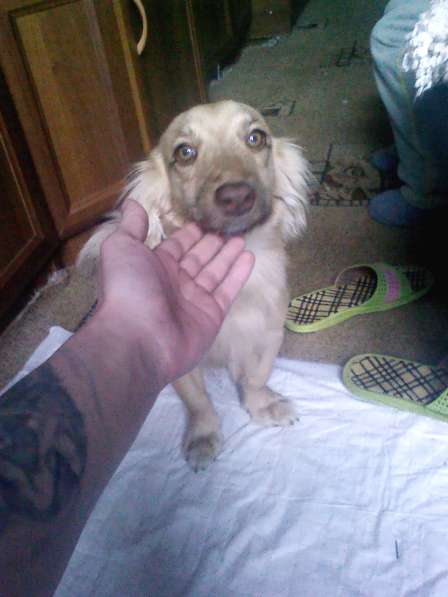 Отдадим собаку в добрые руки (бесплатно)!!! в Москве фото 3