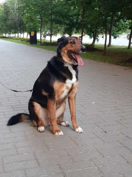 Метис овчарки Рекс ищет дом в Москве фото 10