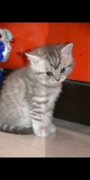 Продаётся шотландский прямоухий котёнок в Санкт-Петербурге фото 4