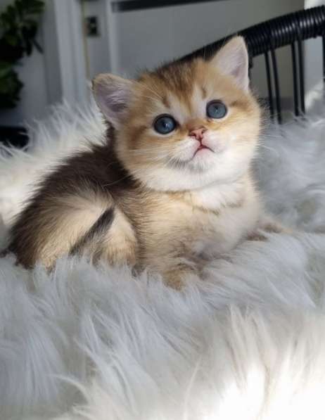 Британский котенок золотая шиншила в фото 4