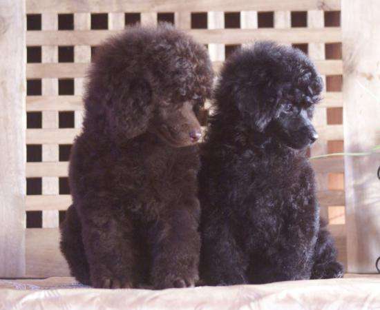 Щенки той и карликового пуделя в Москве