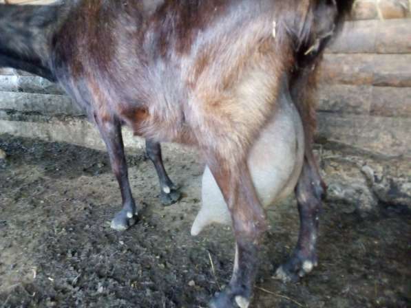 Англо-нубийские козлята в Краснодаре фото 3