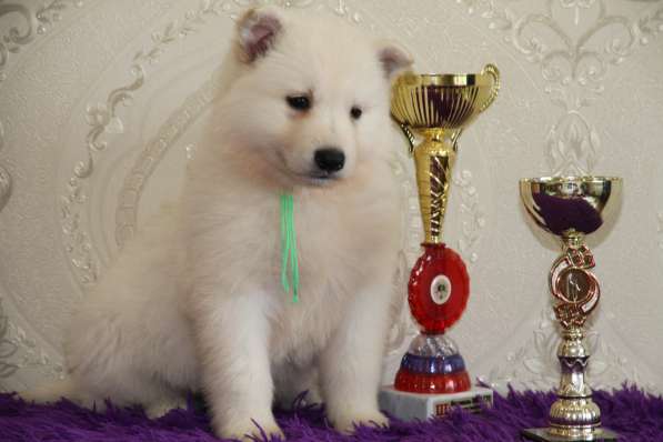 Щенки БШО в Москве фото 52