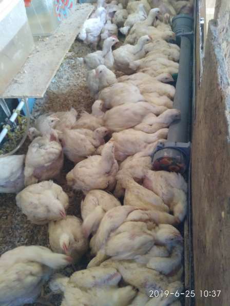 Цыплята бройлеры КОББ 500, яйцо инкубационное в Серпухове фото 3