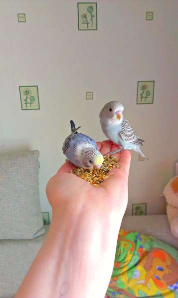 Волнистые попугаи(птенцы) в Мытищи фото 5