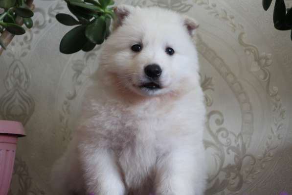 Щенки БШО в Москве фото 43