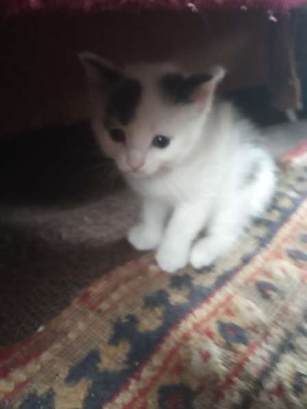 Котик, г. Томск в Томске