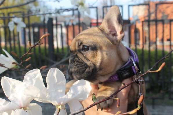 French bulldogs for sale