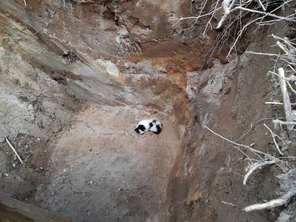 Котенок Бимка, спасенный из ямы - ждет самых любящих хозяев! в Москве фото 3