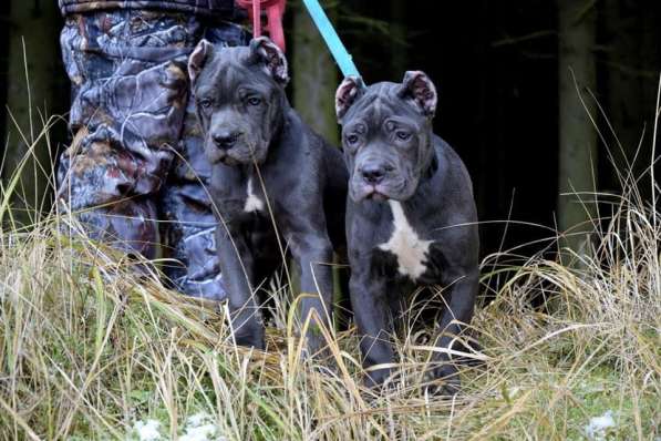 Cane Corso puppy в фото 11