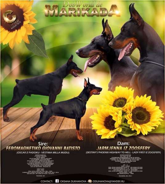 Отличные щенки добермана от проверенных родителей в Зеленограде фото 6