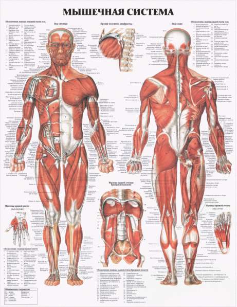 Анатомия. Учебные плакаты (комплект 40 плакатов) в фото 6