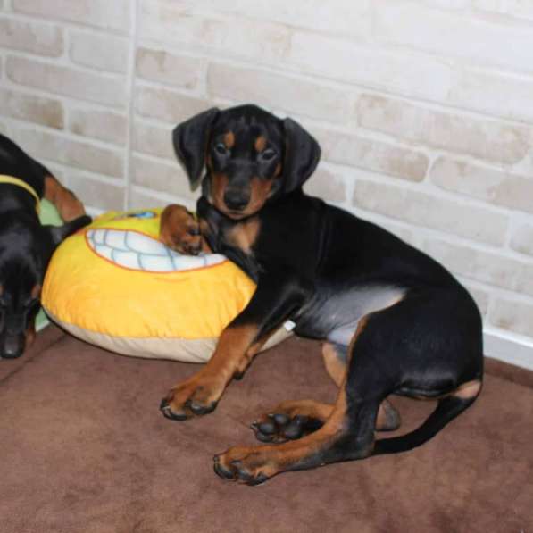 Щенки немецкого пинчера в фото 19