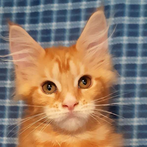 Рыжики из питомника в Екатеринбурге фото 74