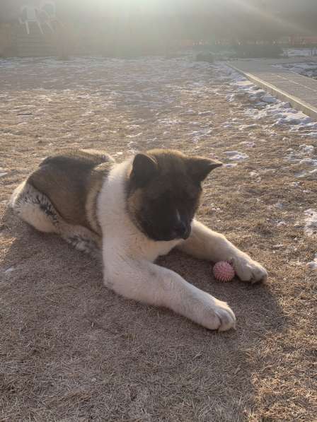 Акита в Ростове-на-Дону фото 41