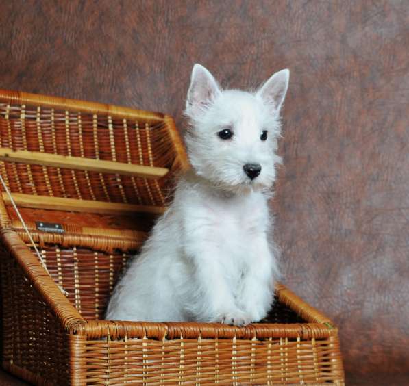 Щенки Вест хайленд вайт терьера в Москве