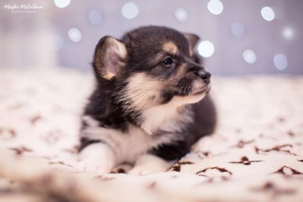 Вельш корги пемброк в Краснодаре фото 9