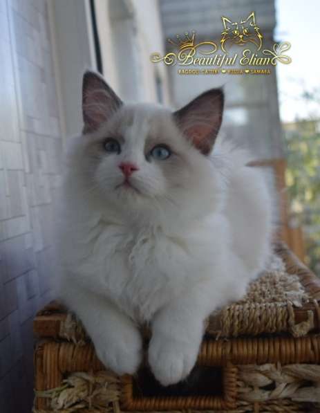 Котёнок рэгдолл в Москве фото 17