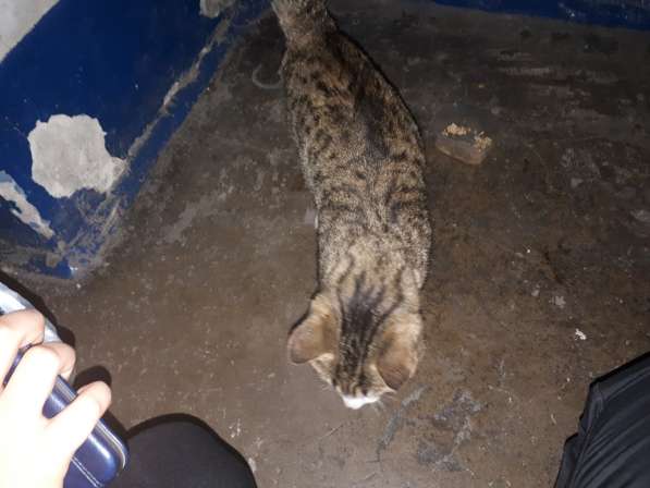 Ласковый котик в Анжеро-Судженске фото 3