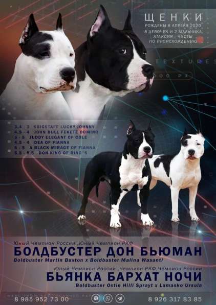Шикарная тигровая девочка Амстаффа в Москве