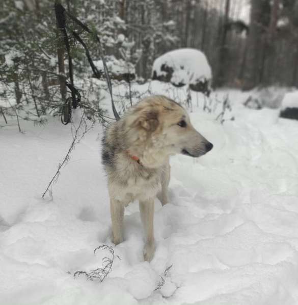 Очень ласковый пушистик ищет дом в Санкт-Петербурге фото 11