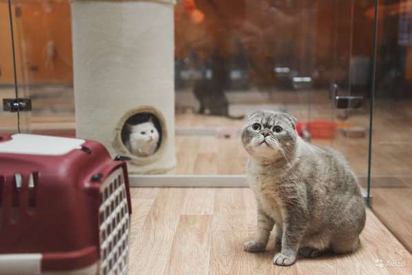 Зоогостиница BookingCat Люберцы/Жулебино в Люберцы фото 56