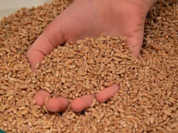 Реализуется озимая пшеница урожая 2017 года