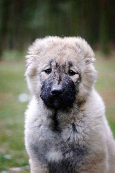 Щенки КАВКАЗСКОЙ ОВЧАРКИ в Калининграде фото 4