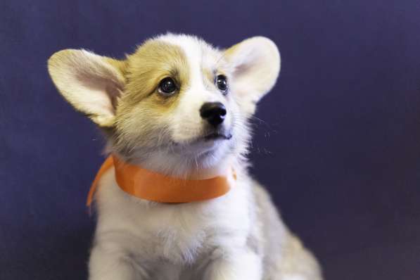 Щенки Вельш Корги Пемброк в Москве фото 12