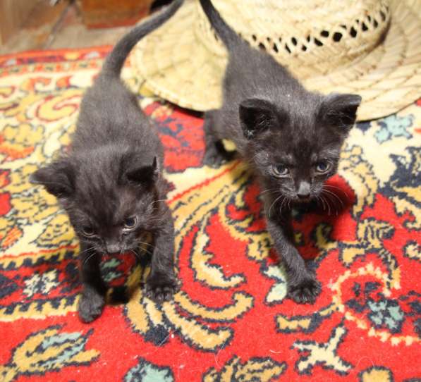 Котят в добрые руки в Москве фото 3