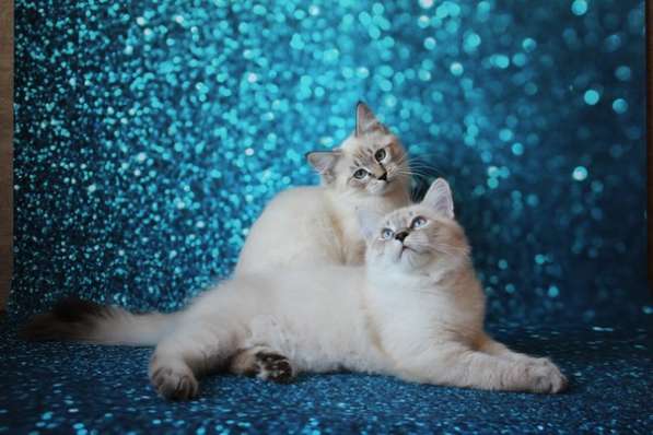 Питомник невских маскарадных кошек Golden Sand в Анапе фото 3