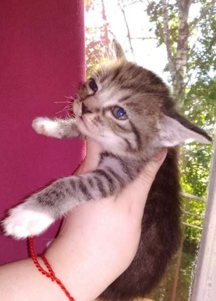 Элитная Бенгальские Снежный барс котятки в Санкт-Петербурге фото 55