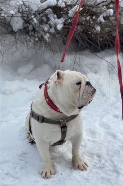 Английский бульдог Бароша ищет семью в Москве фото 4