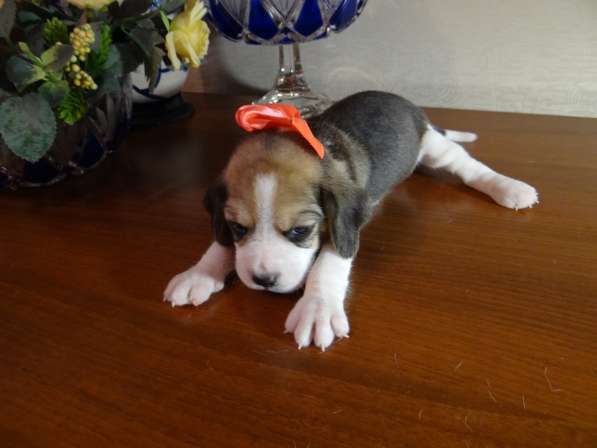 Продаются щенки бигля в Волгограде фото 19