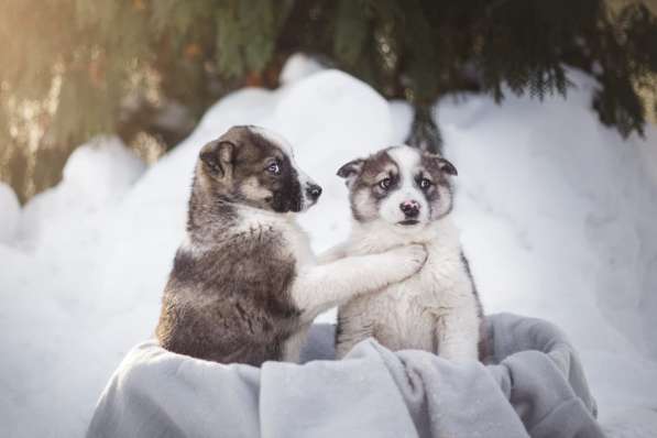 Щенок Ося ищет доброго хозяина! в Москве фото 22