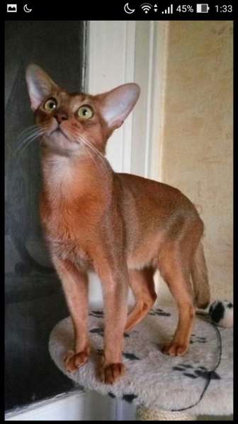 Абиссинскую девочку американских линий в разведение, ищем в Санкт-Петербурге фото 6