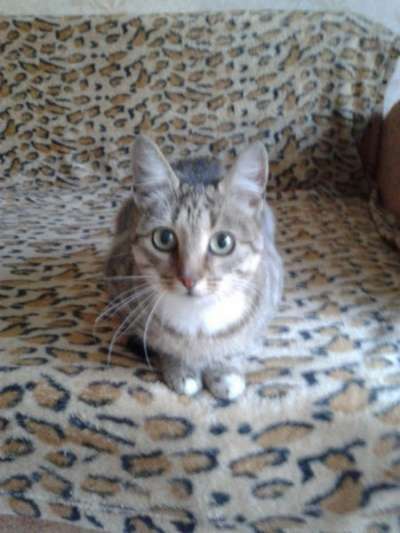 Отдам даром Молоденькая кошечка Юля в Санкт-Петербурге
