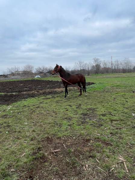 ПРОДАМ!!!! в Краснодаре