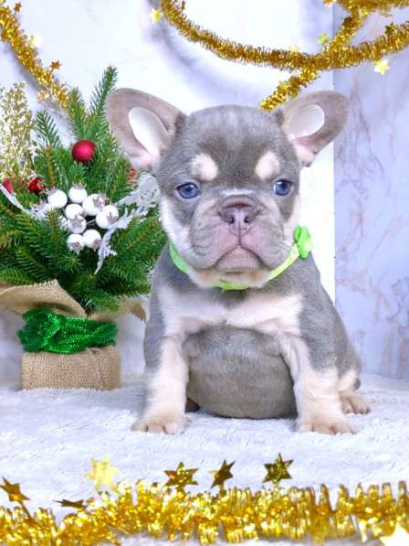 Щенки французского бульдога в Железнодорожном фото 6