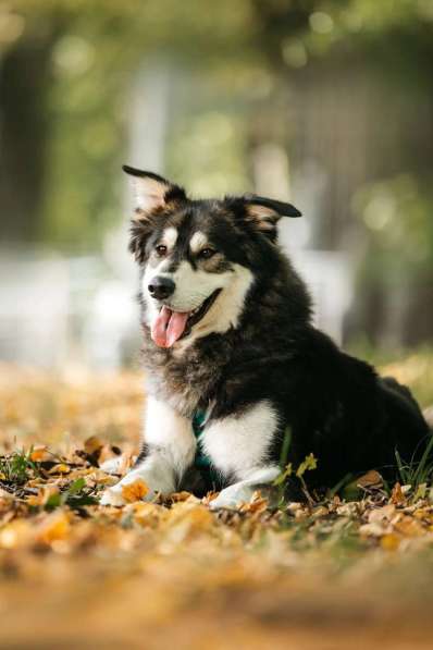 Метис маламута Берт в поисках лучшей семьи в Москве фото 3