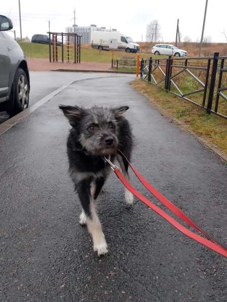 Маленькая собачка-домовёнок в Санкт-Петербурге фото 4