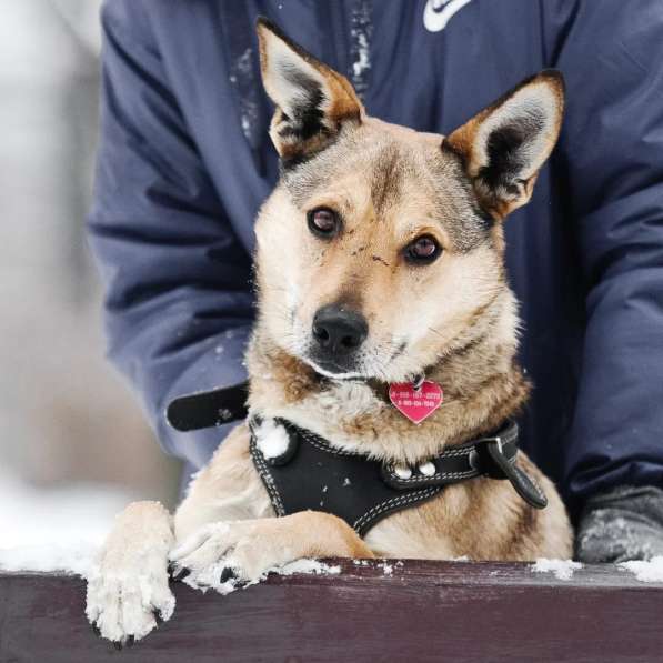 Ёжик ищет дом в Москве