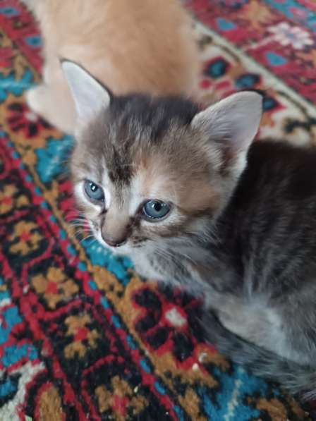 Котята от вислоухой кошечки в фото 5