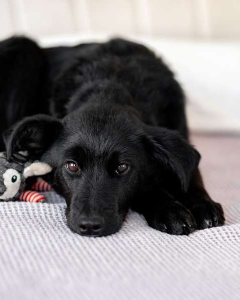 Молли — классическая чёрная собака-метис ищет дом