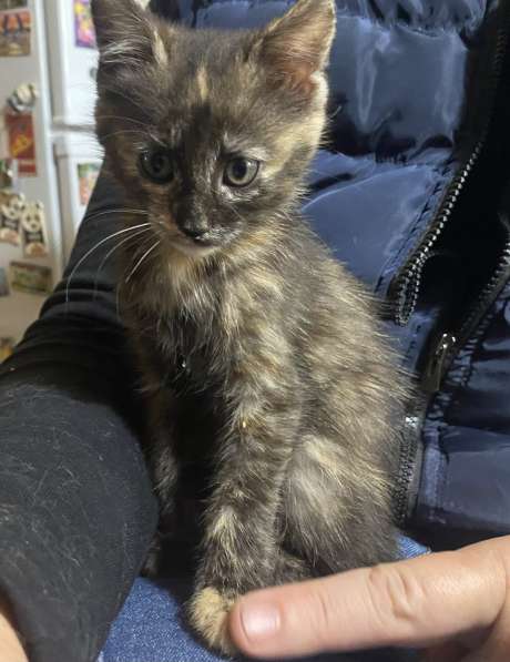 Отдам котенка в добрые, заботливые руки в Москве